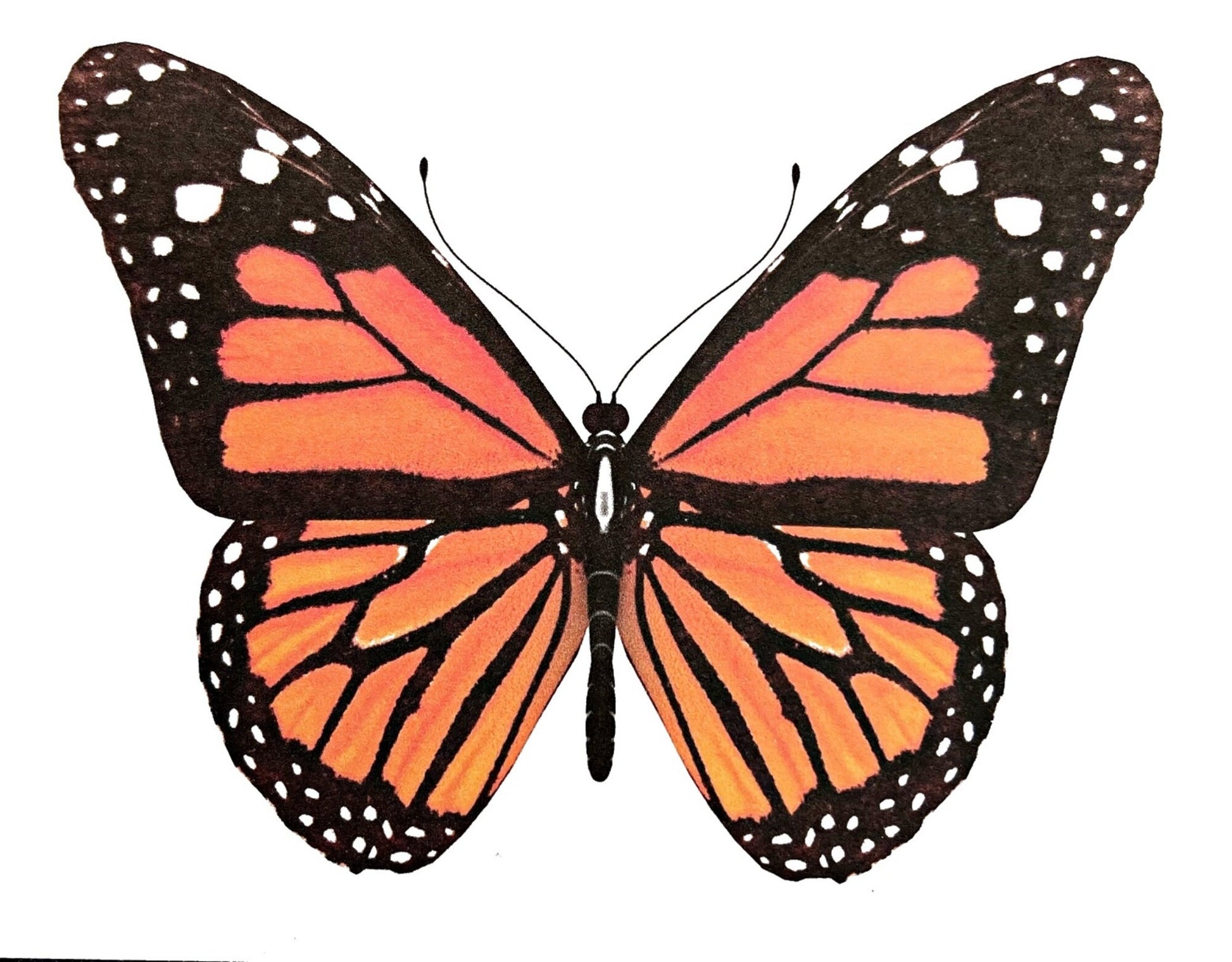 Butterfly Cards - Monarch - set of 10 blank cards with matching envelopes