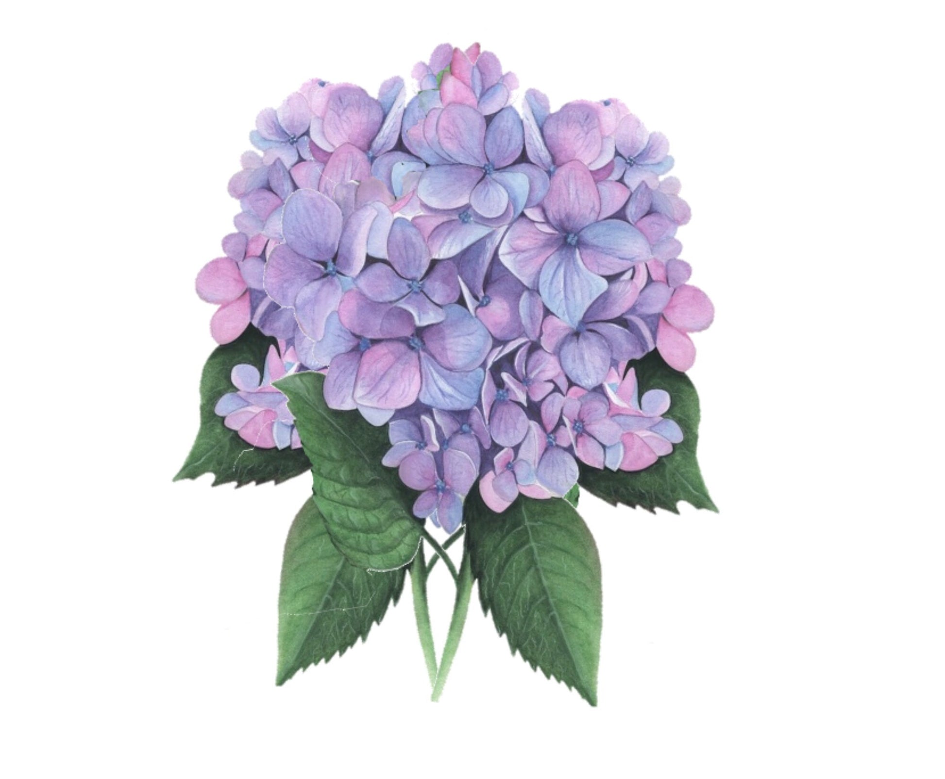 Floral Cards - Hydrangea - set of 10 blank cards with matching envelopes