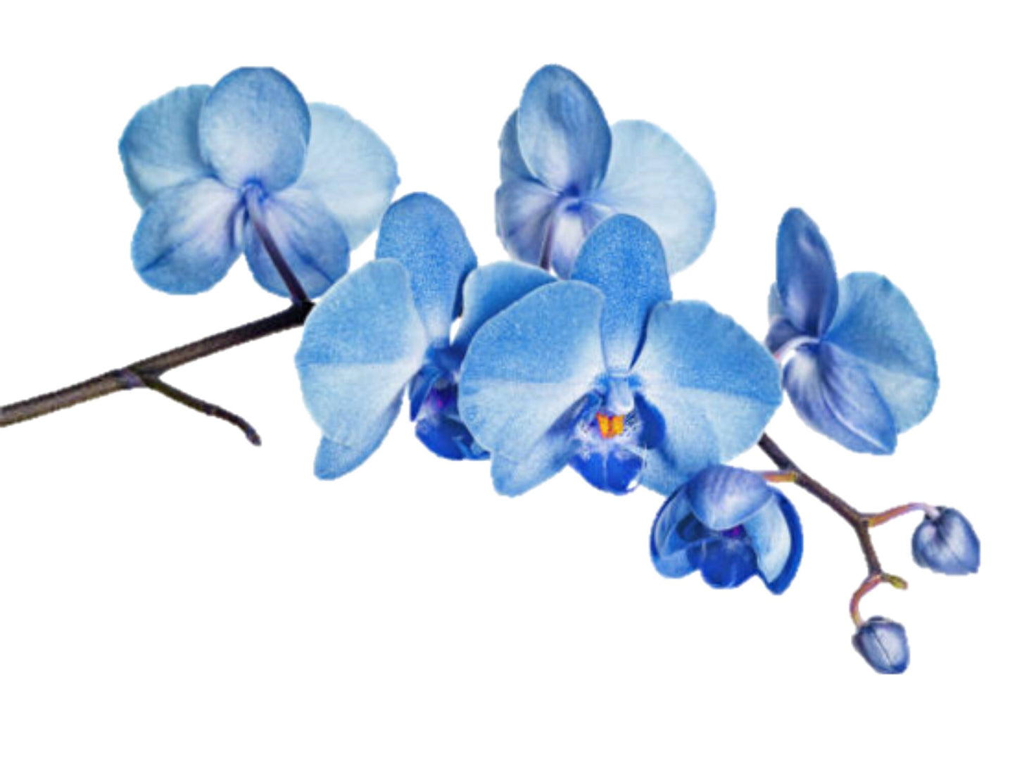 Floral Cards - Blue Orchid - set of 10 blank cards with matching envelopes
