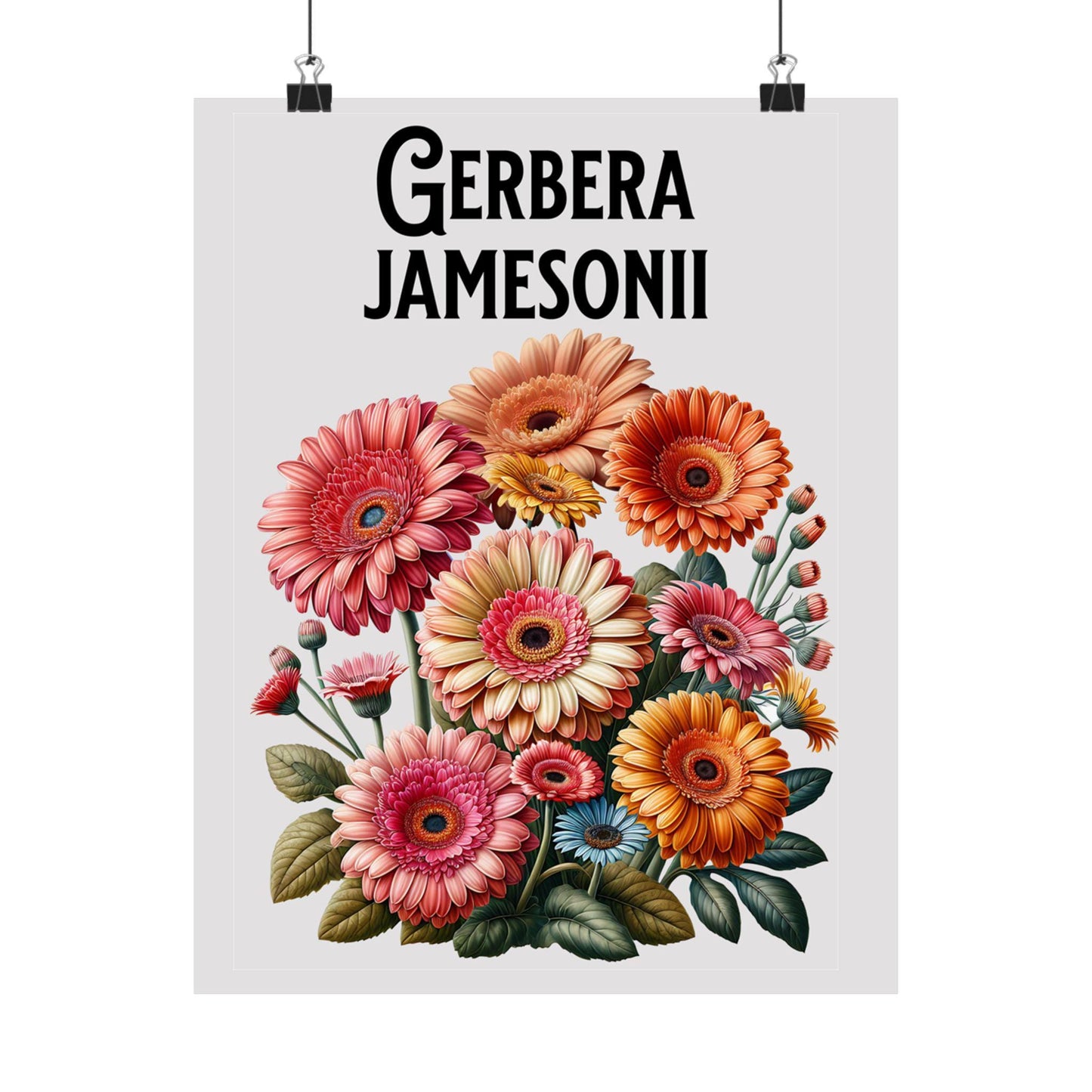 Gerbera Daisies Matte Poster, Floral Wall Art Print, Vintage Style Decor, Gerbera Jamesonii Scientific Name, Matte Vertical Poster, Colorful