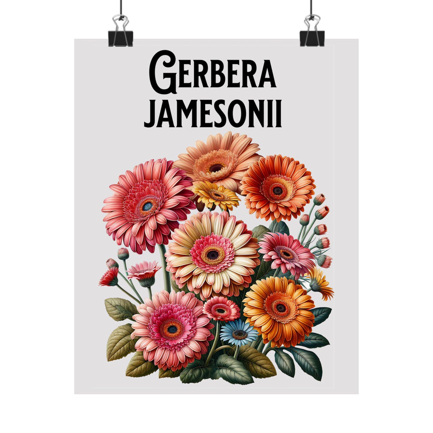 Gerbera Daisies Matte Poster, Floral Wall Art Print, Vintage Style Decor, Gerbera Jamesonii Scientific Name, Matte Vertical Poster, Colorful