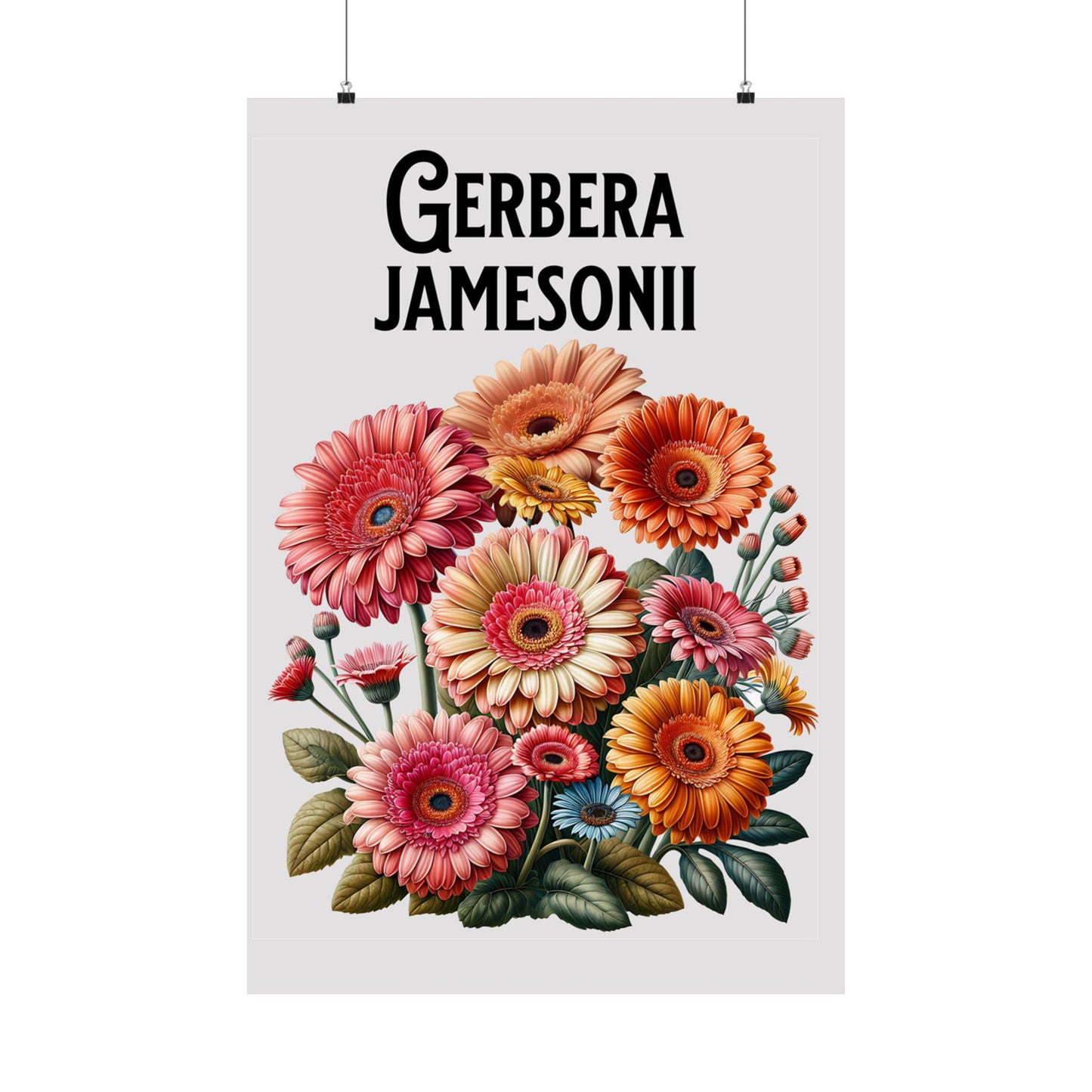 Gerbera Daisies Matte Poster, Floral Wall Art Print, Vintage Style Decor, Gerbera Jamesonii Scientific Name, Matte Vertical Poster, Colorful